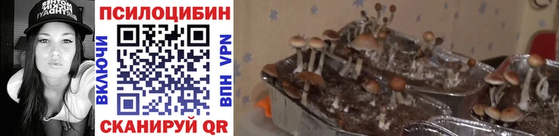 Галлюциногенные грибы мицелий  OMG tor  Тутаев  что такое  